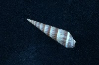 藏品(筍螺)的圖片